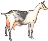 
Milking goat: French Alpine.
